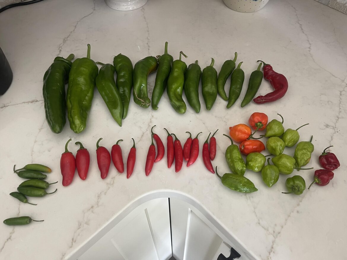 Can anyone tell me what I’m looking at here. Friend gave me from their garden.