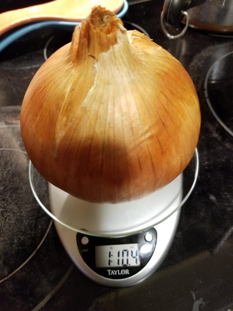 BBV: Big Beautiful Vidalia 🤤