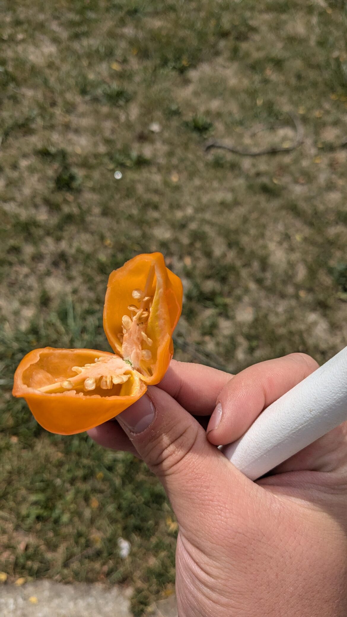 Goin from sauces to peppers! This is my second day of eating a habaneroto every day untill I can snack on em like candy