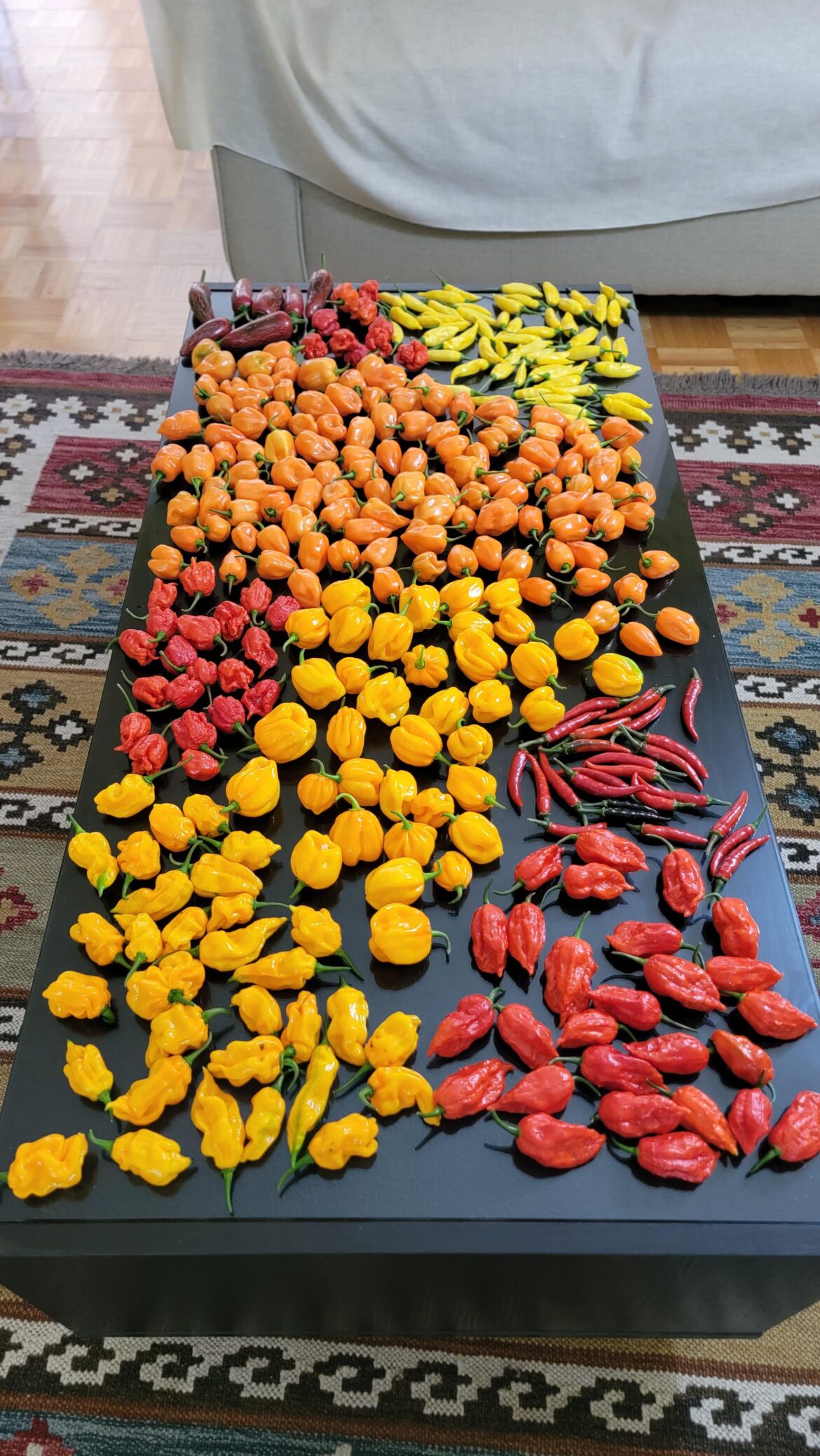 First year growing peppers, what now?