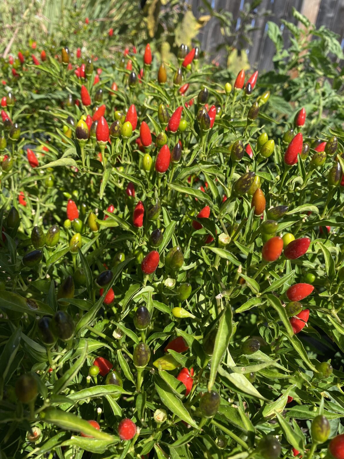 Birds Eye chillies in my mom’s garden