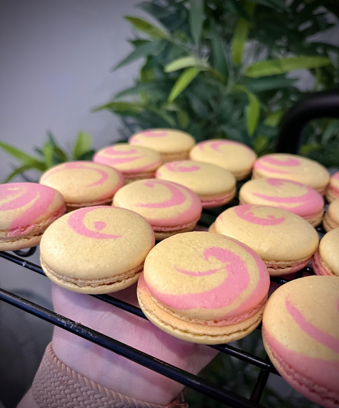 I have *mostly* successfully made macarons. The feet are a lil cracked, and unsure if they’re hollow but they aren’t a disaster! Swiss method, 100g of everything :) took a risk and did the beginning macaronage in the mixer too! (I swear the prayer is the most important step you cannot forget lmao)