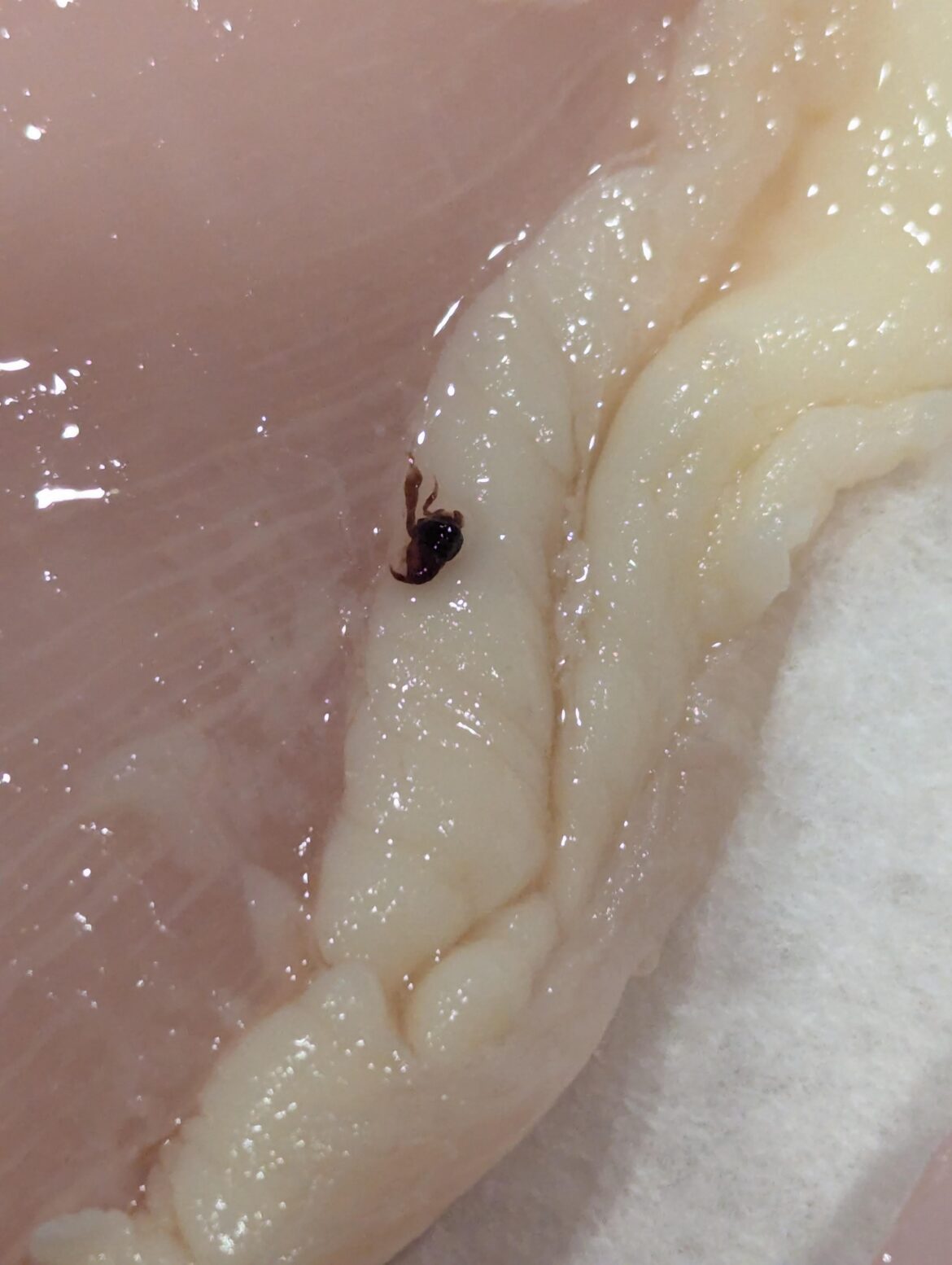 Ugh – Something on the Chicken Ugh - Something on the Chicken