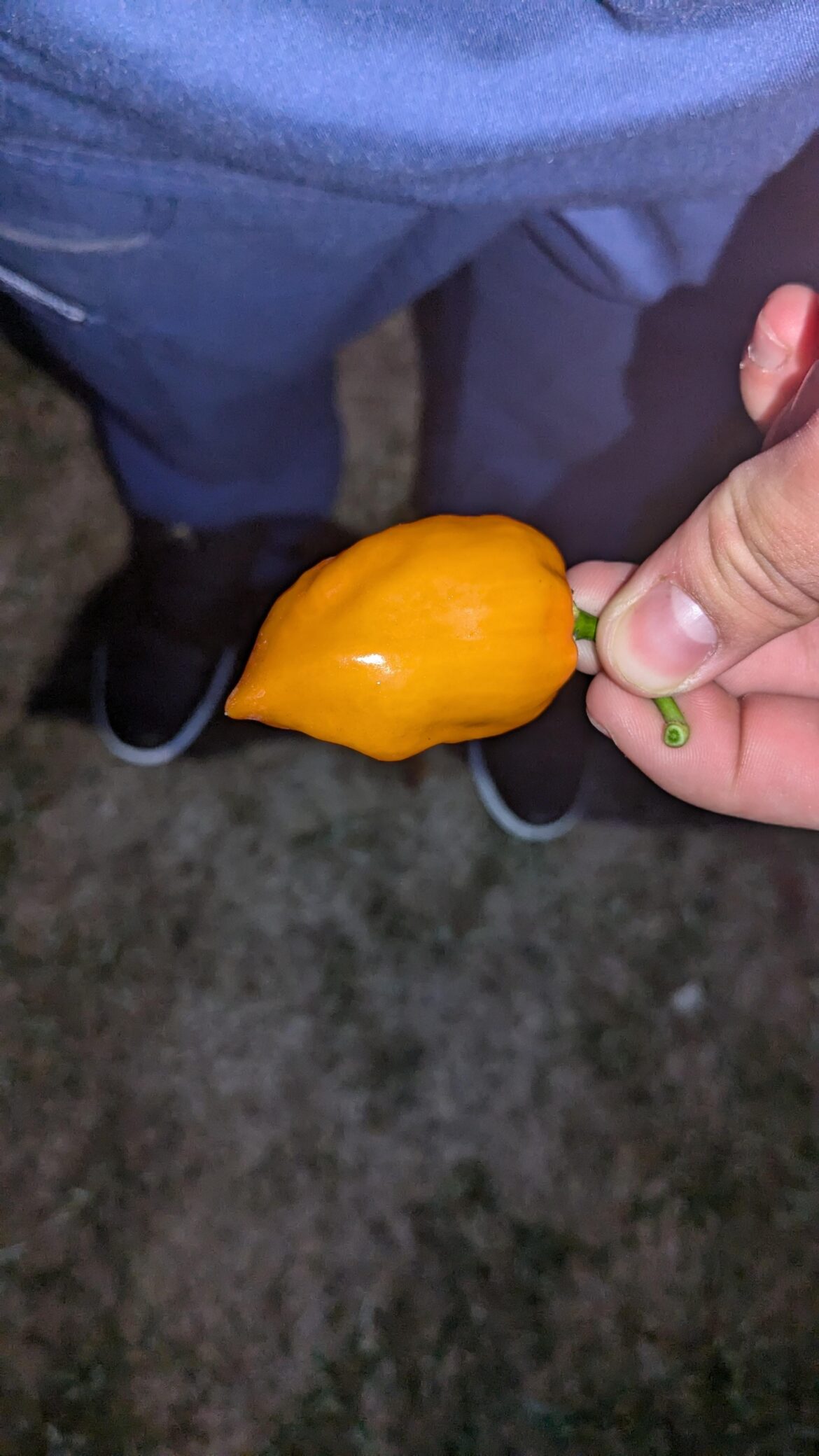 Day 5(I forgot to take a pic on day 4) I can tell this one will be hot