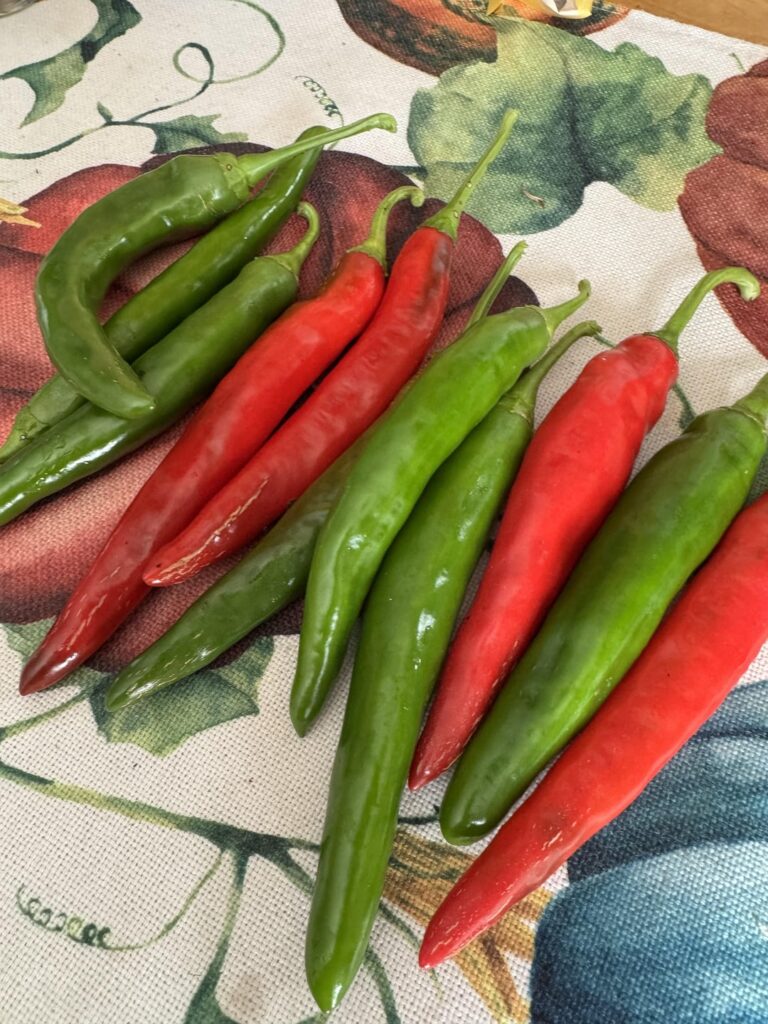 Korean peppers turned red