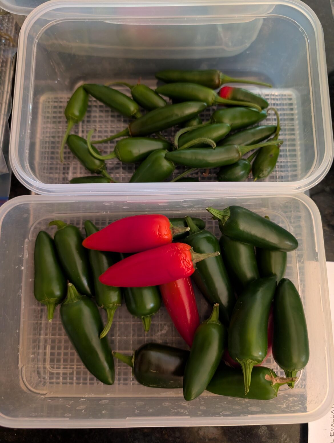How to store these peppers?