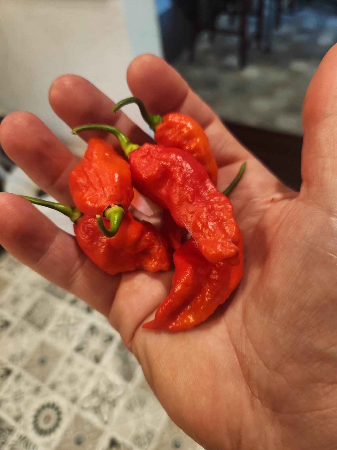 I rescued a pepper plant from a local nursery. It didn't have a label, so nobody knew what it was. Turned out to be a ghost pepper.