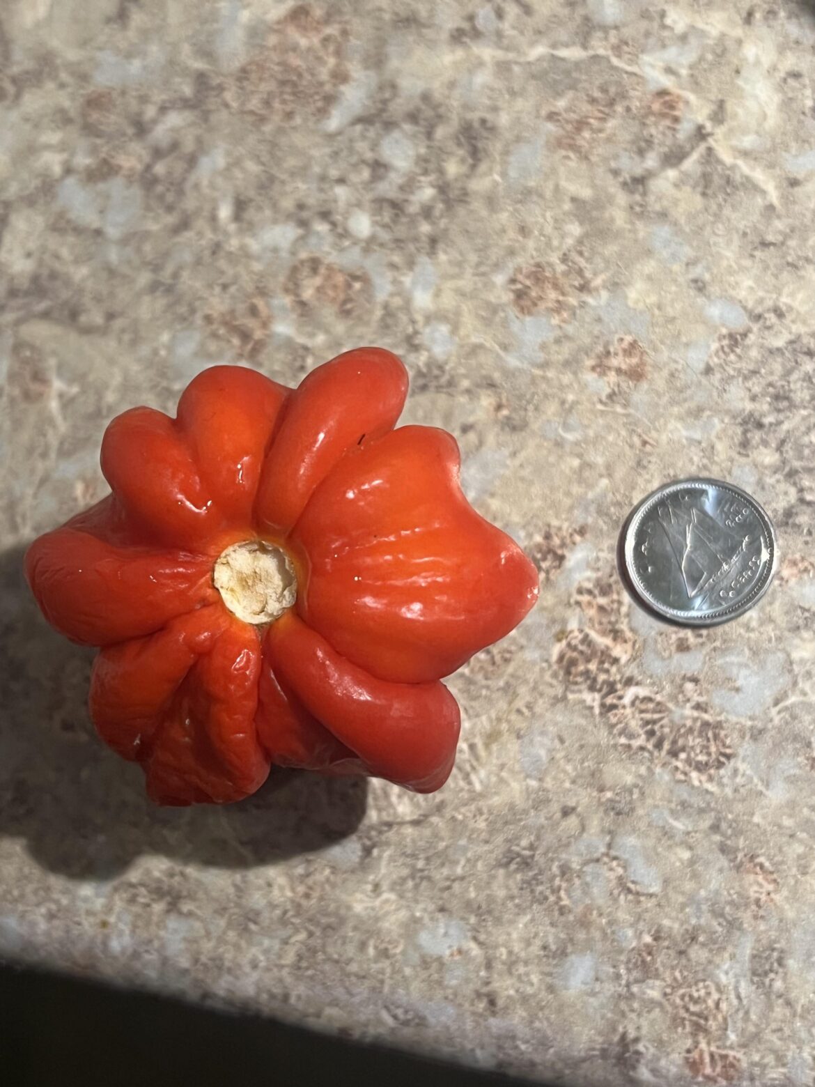 big-ass anus of a scotch bonnet