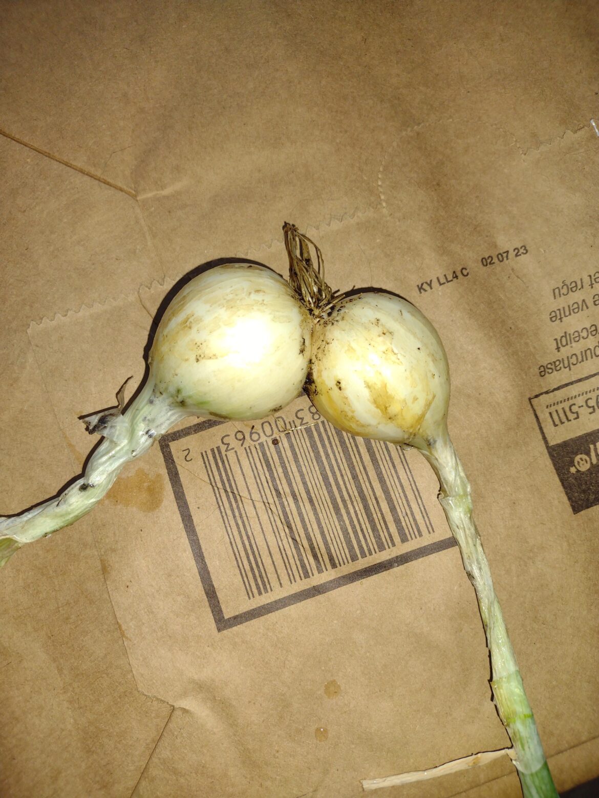 I was told you might appreciate my conjoined onions here.