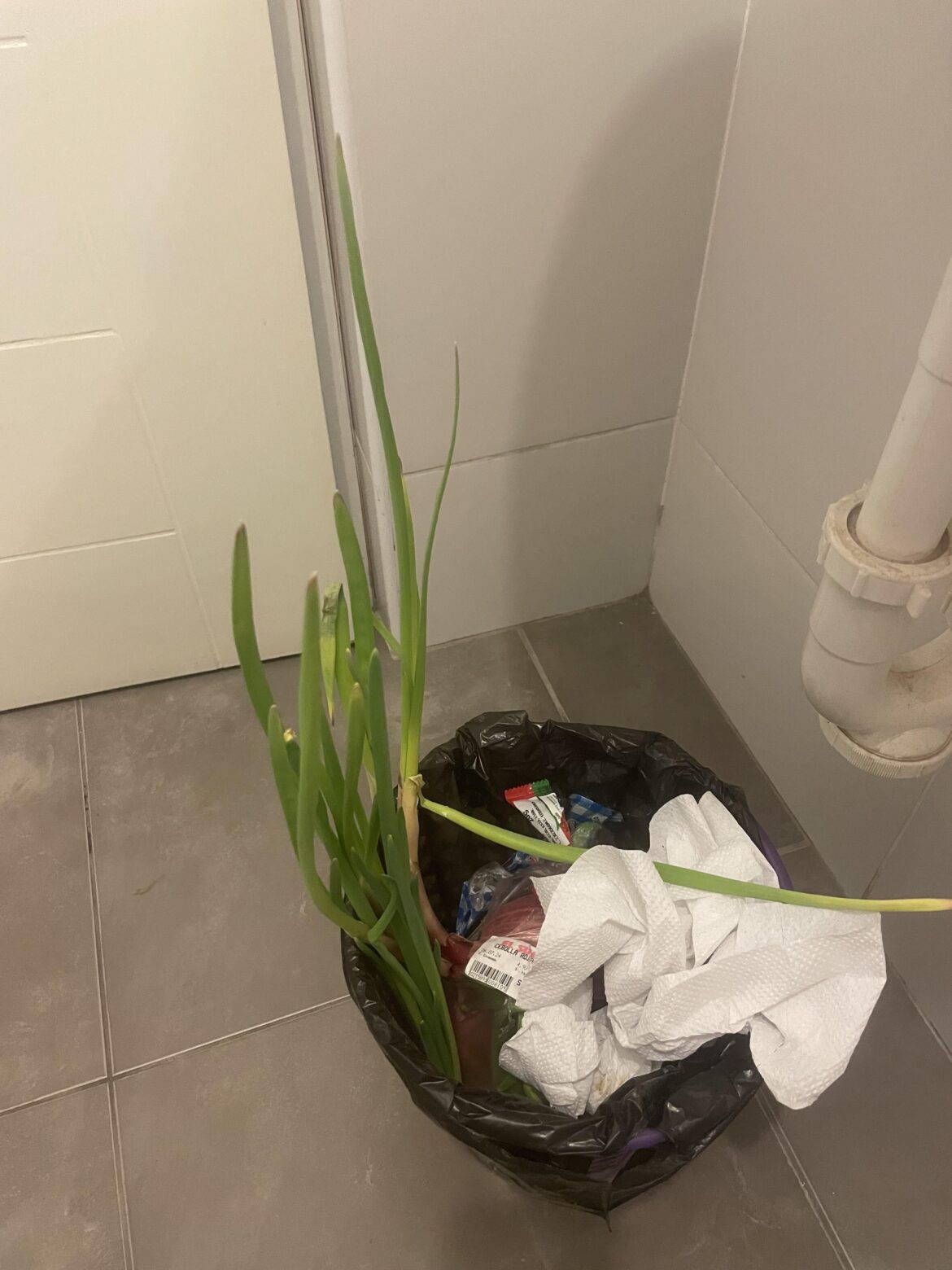 I grew an onion in my trash