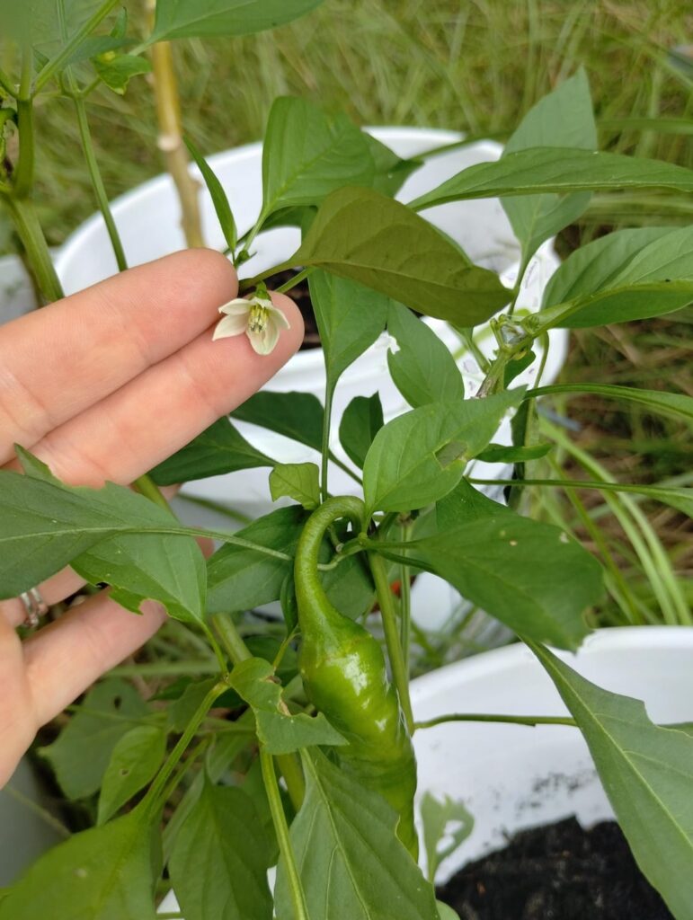 Cayenne or jalapeno?