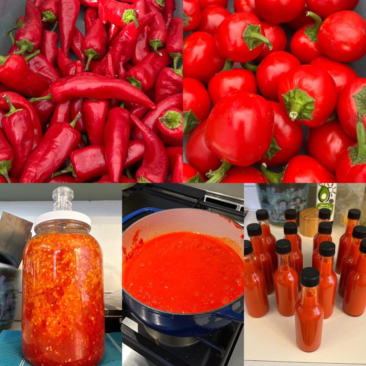 Always wanted to try fermenting and finally did with sweet success. Always wanted to try fermenting and finally did with sweet success.