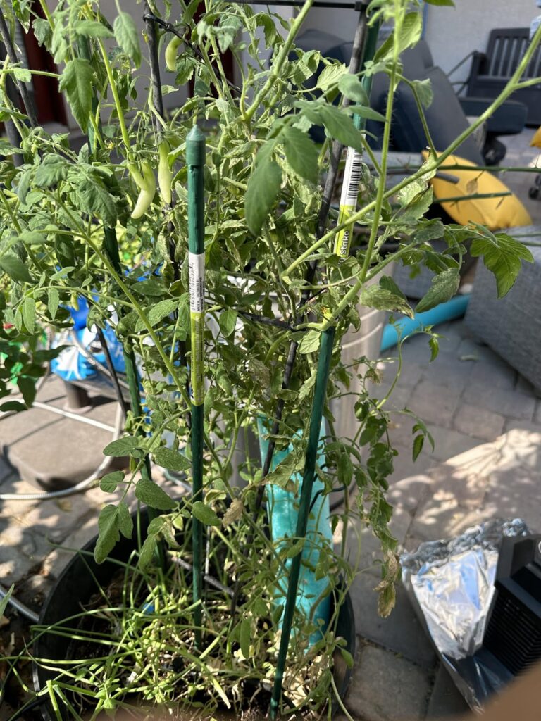 What kind of tomatoes are these?