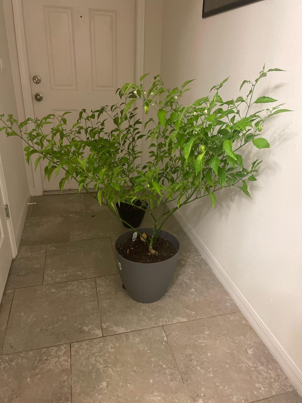 🌀wind getting crazy… got out of bed to save my ghost peppers