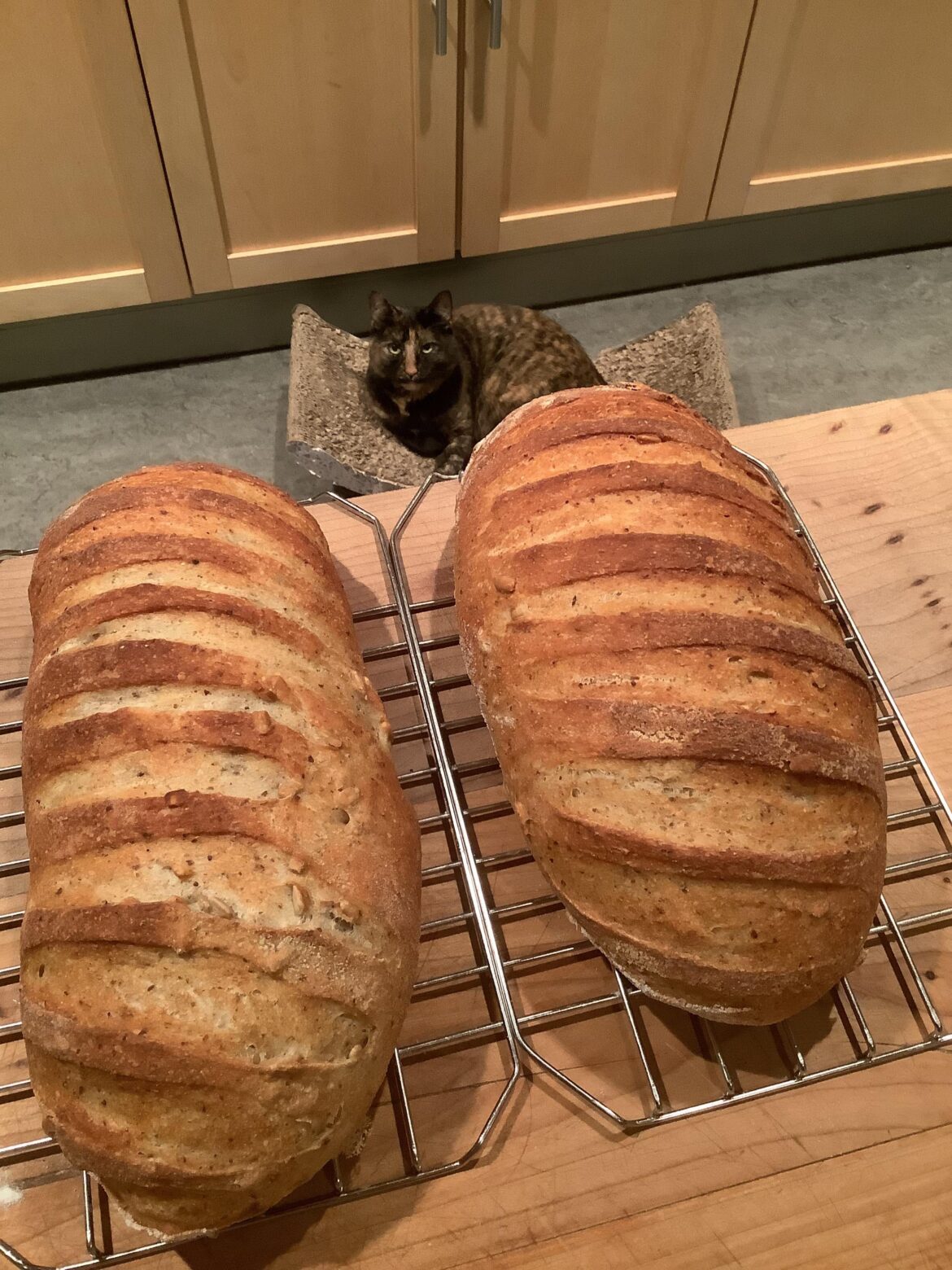 Two seeded sourdough loves, plus Ethel.