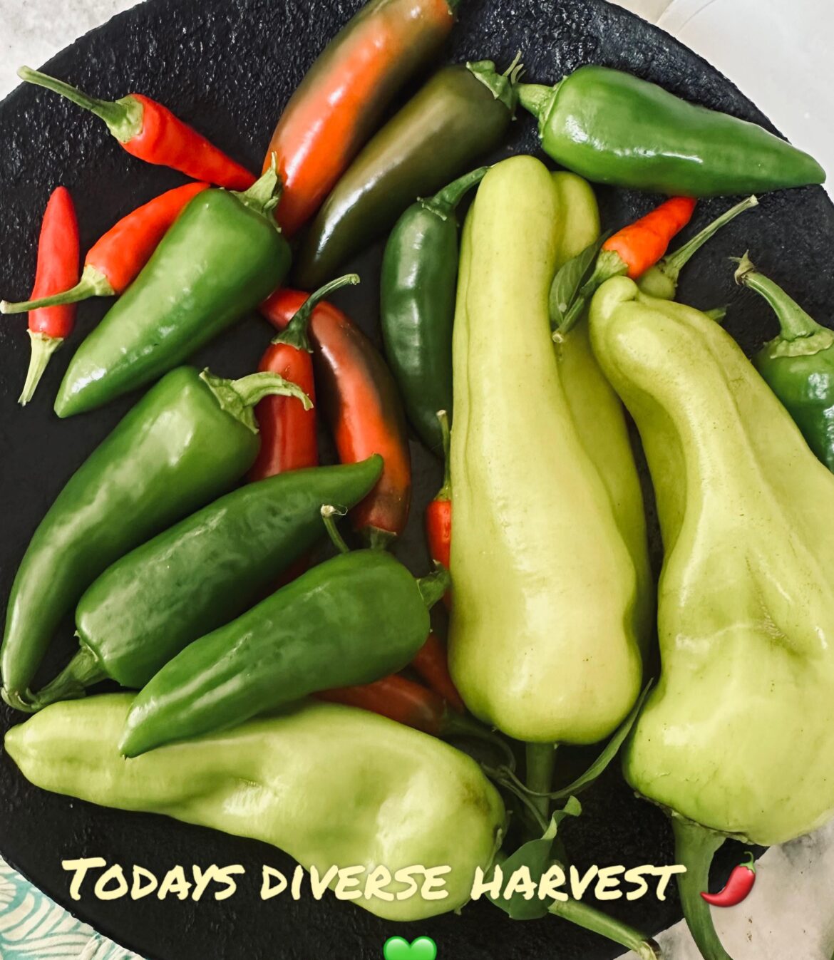 Spicy harvest of the day 💚