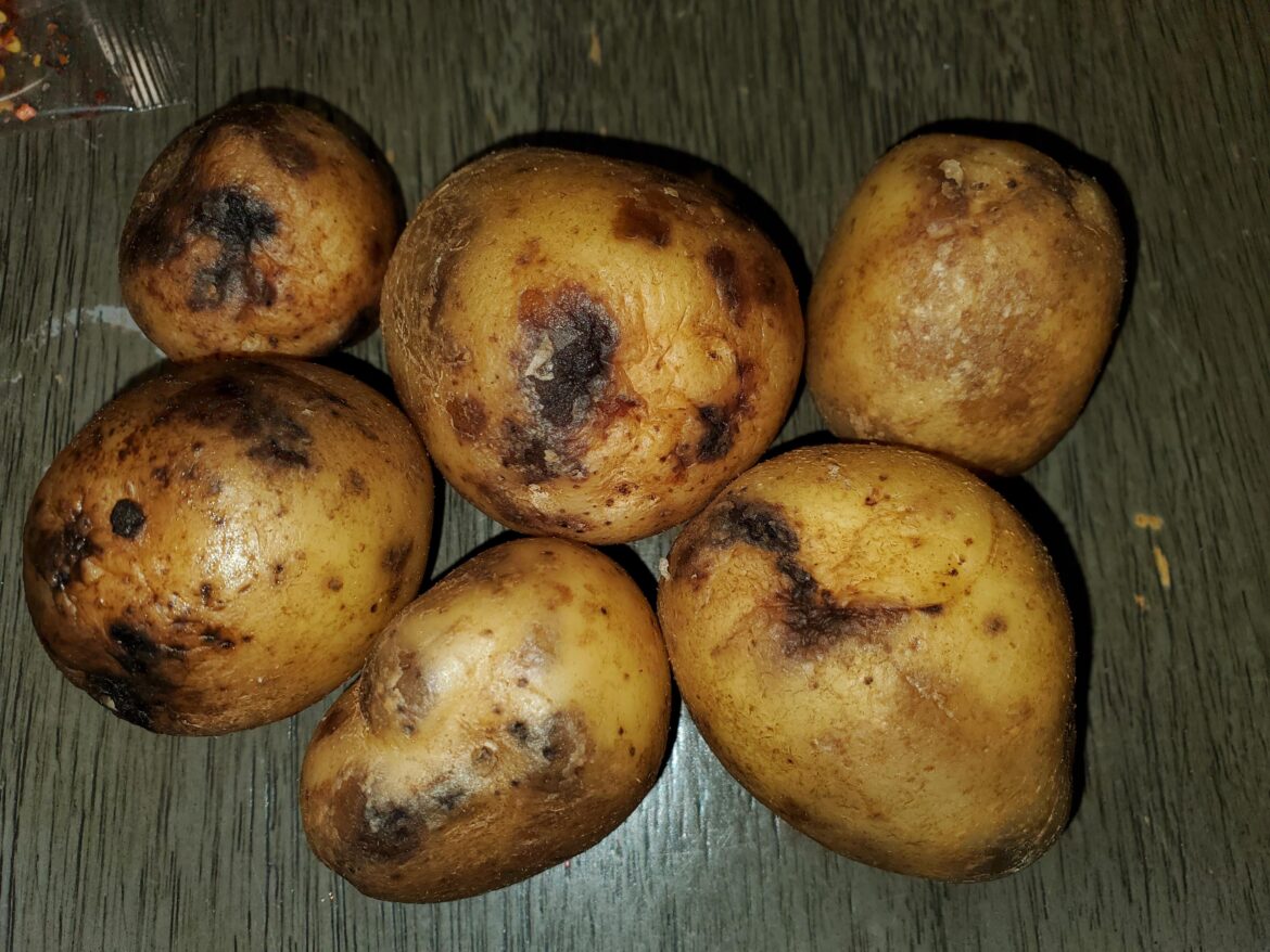 Yummy Potatoes In This Week's Box