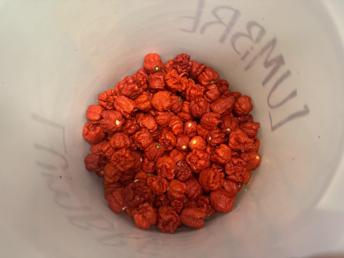 Be jealous, the one time I can show off!! 7pot Primo Peppers!!