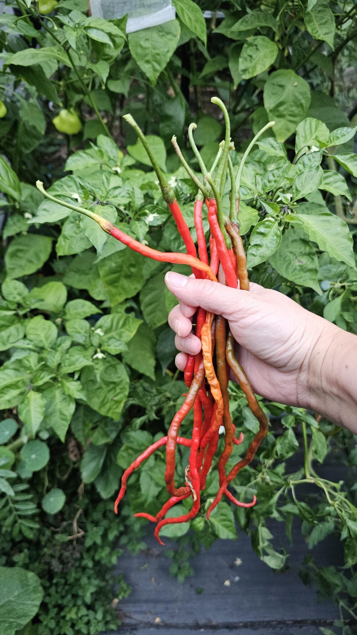 Thunder mountain longhorn peppers