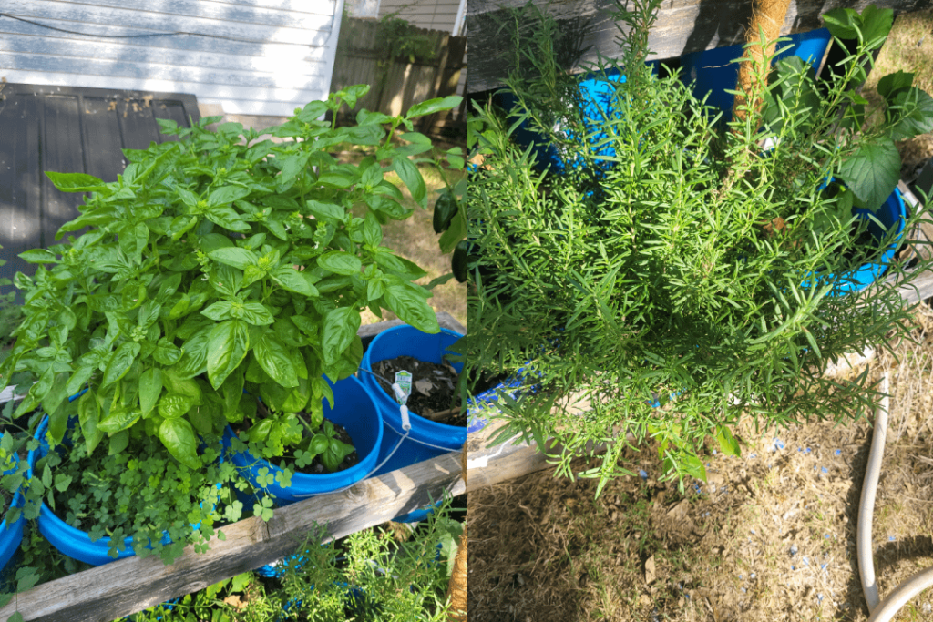 What are your favorite recipes for long term storage of basil and rosemary?