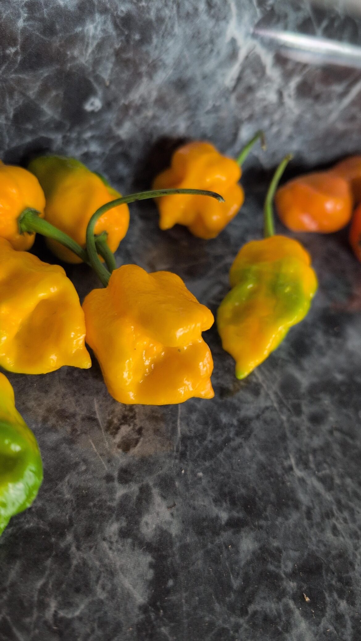 Does everyone try there peppers they grow raw? Does everyone try there peppers they grow raw?