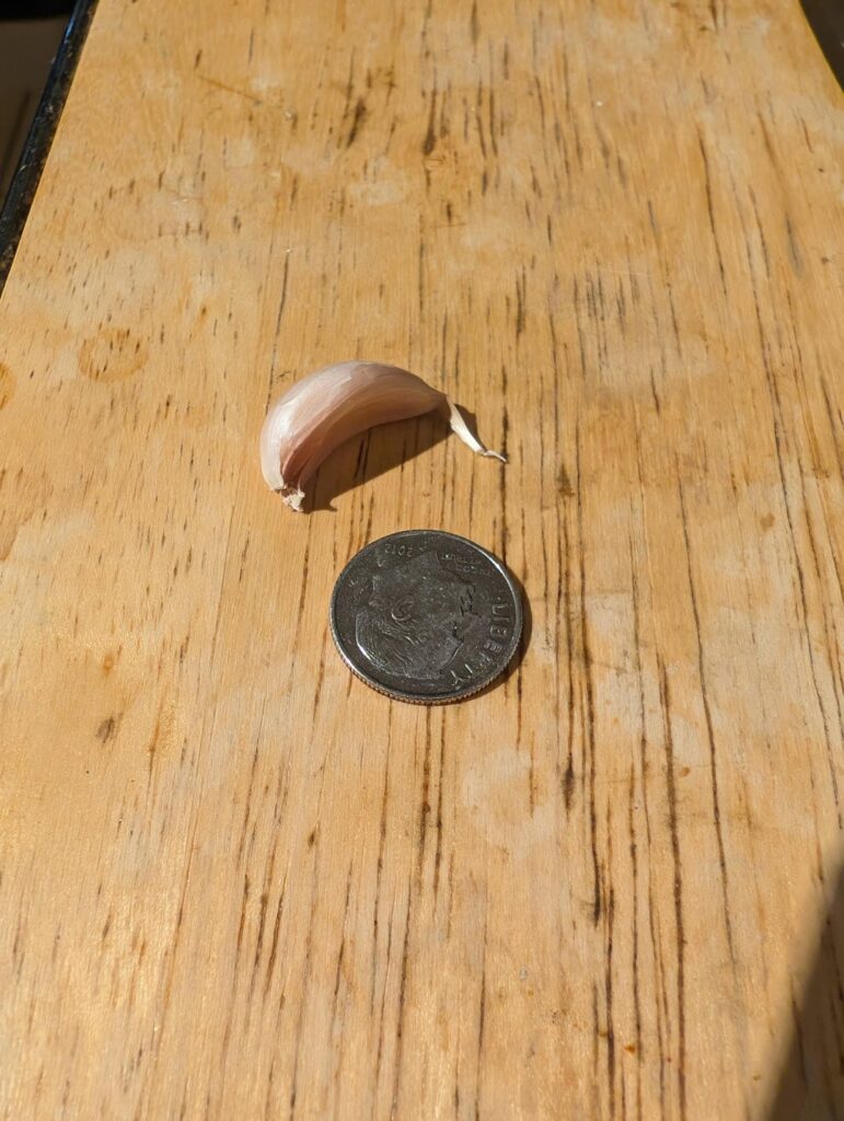 What is this? Garlic for ants???