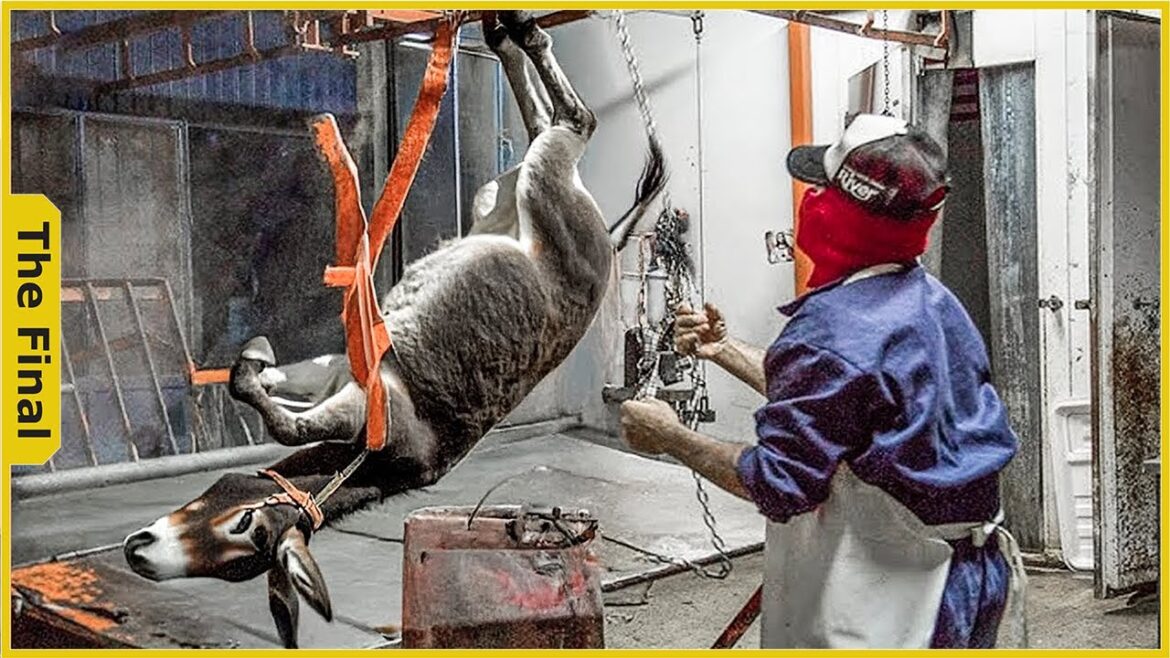 How Millions Of Donkeys Are Processed In Factories ? – Donkey Meat Processing Factory How Millions Of Donkeys Are Processed In Factories ? - Donkey Meat Processing Factory