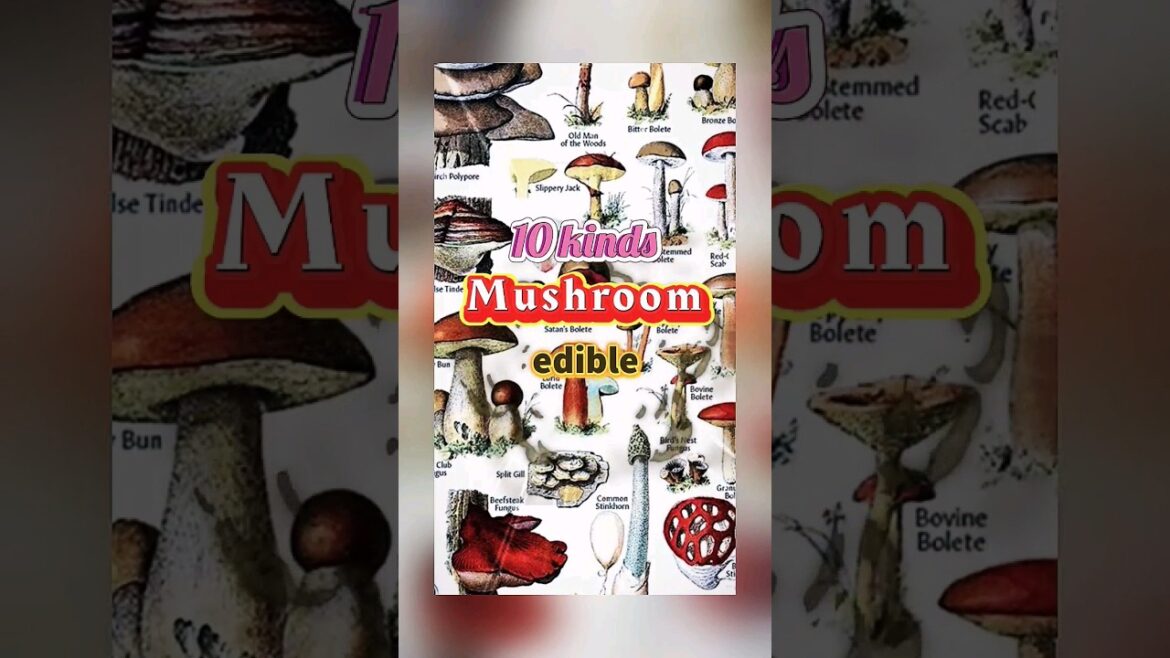 10 Different Kinds Of Mushroom #food #mushroom