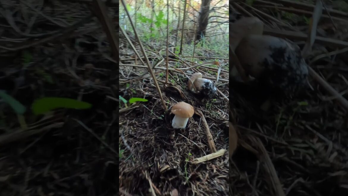 Beautiful Bolete/Cep/Porcino season 24. #shorts #new #nature #forest #trending #viralshort #foryou