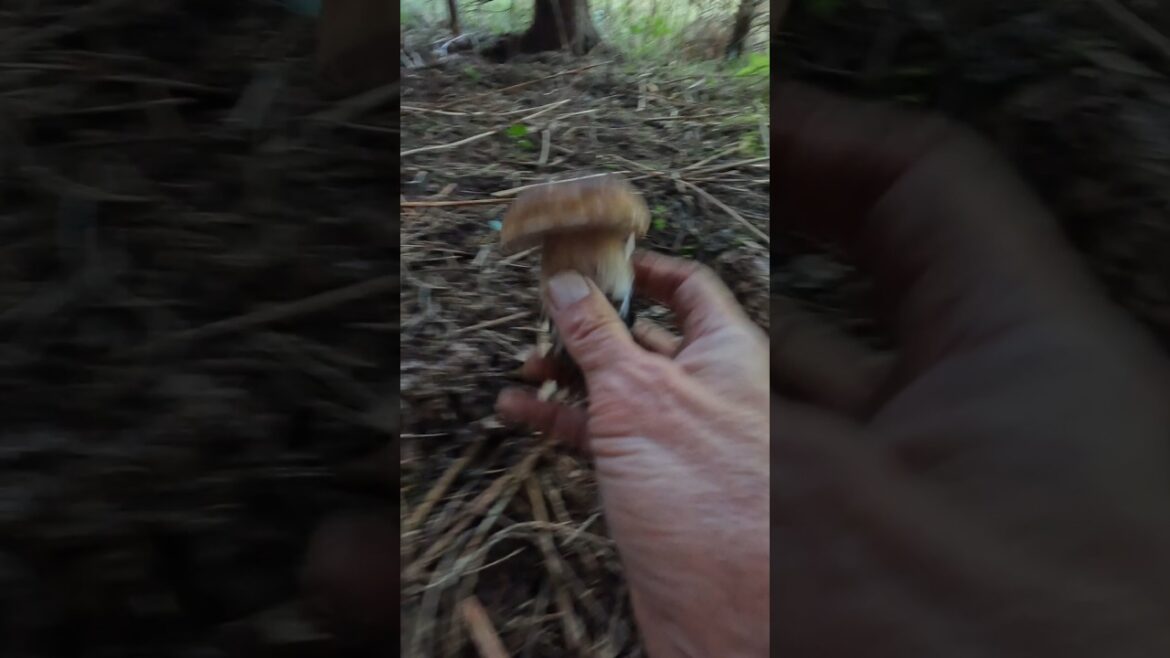 Bolete/Cep/Porcino/Steinpilze#shorts #new #nature #forest #trending #viralshort #foryou #wood #wild Bolete/Cep/Porcino/Steinpilze#shorts #new #nature #forest #trending #viralshort #foryou #wood #wild
