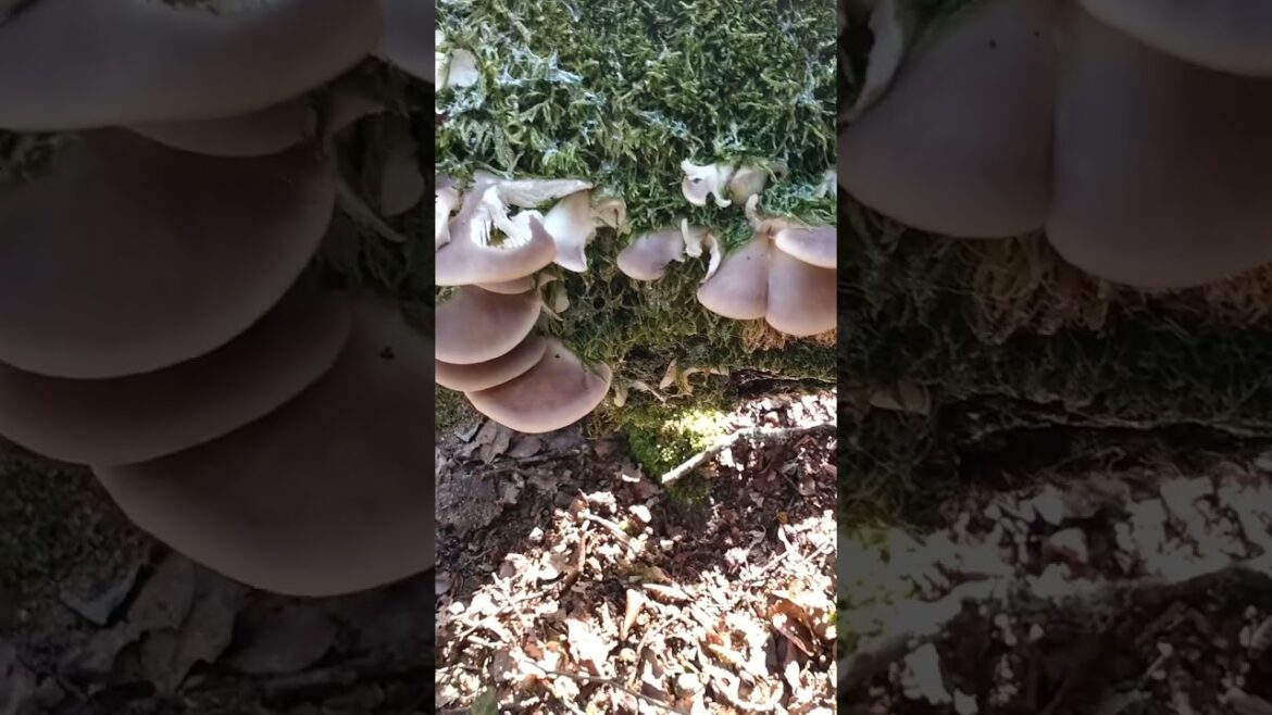 เห็ดนางรมเทา อร่อยหวานมาก