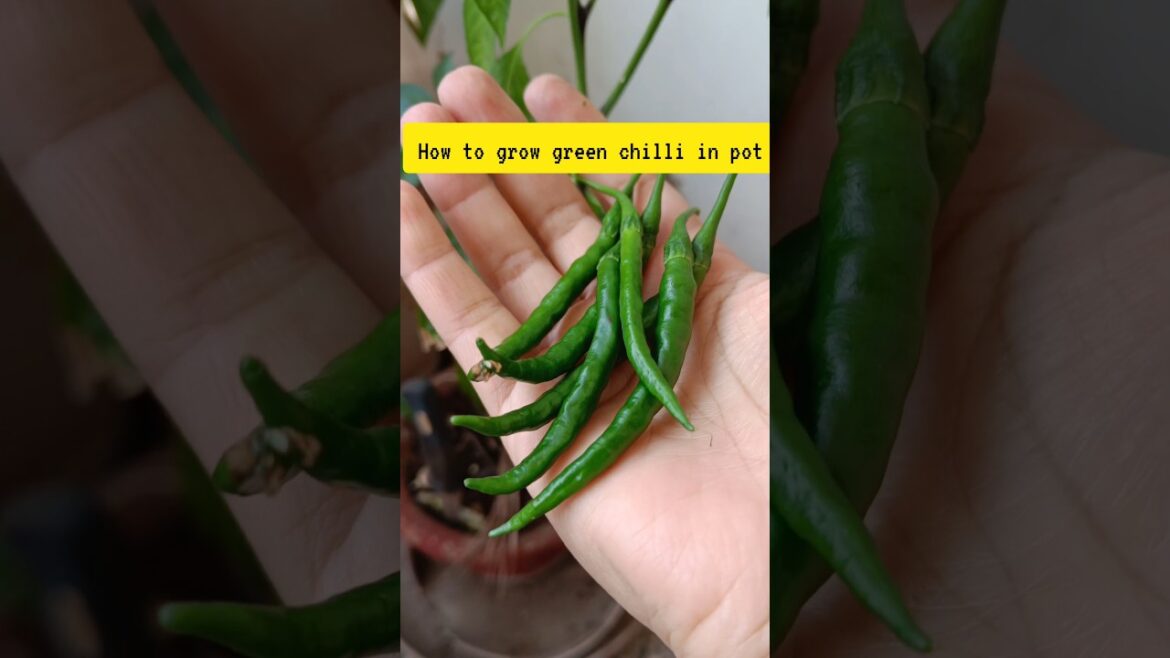 how to grow green chilli in pot #shortsfeed
