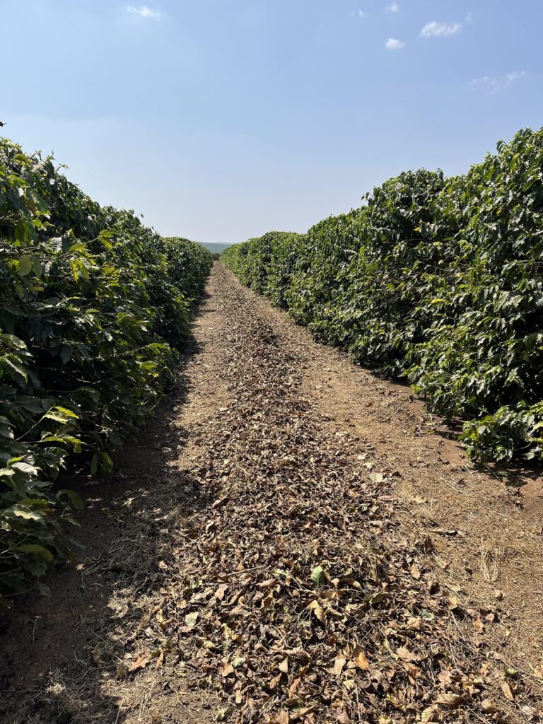 Brazilian Coffee Farmer Looking to Enter the U.S. Market—Any Advice?
