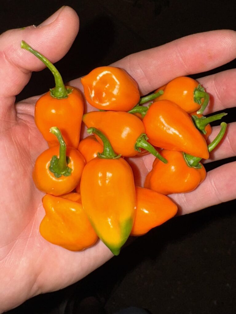 Homegrown Fermented Habanero Sauce