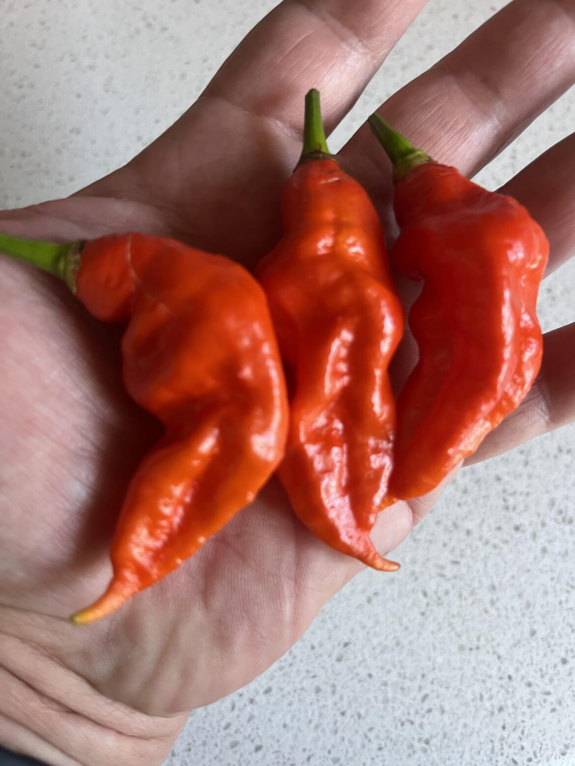 Aren’t they adorable, can’t wait to see how hot they are 👻🌶️