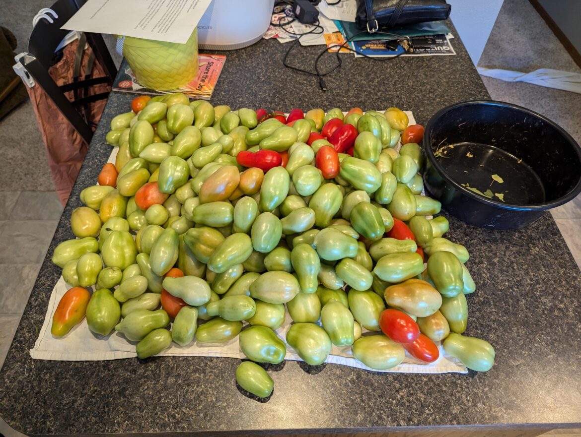 Ideas for 20lbs of green tomatoes
