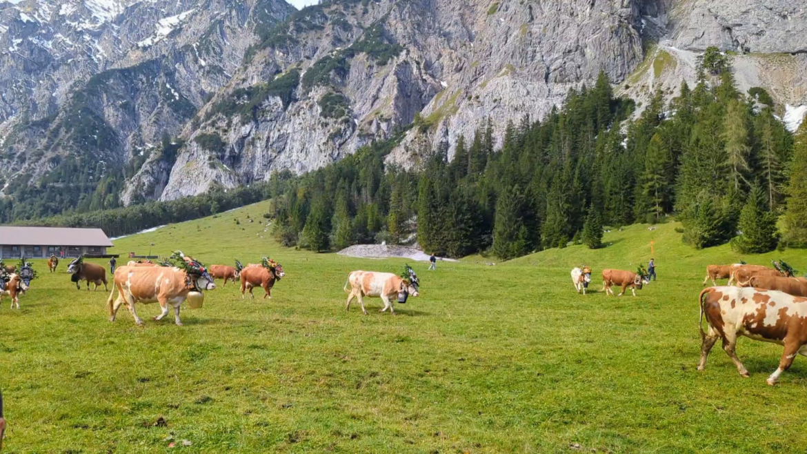 Alpabzug in Austria (loud!) Alpabzug in Austria (loud!)