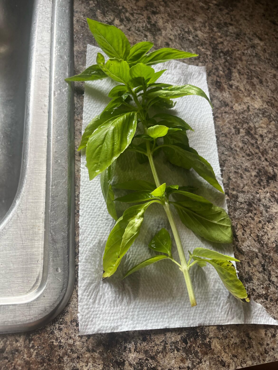 How to keep harvested basil