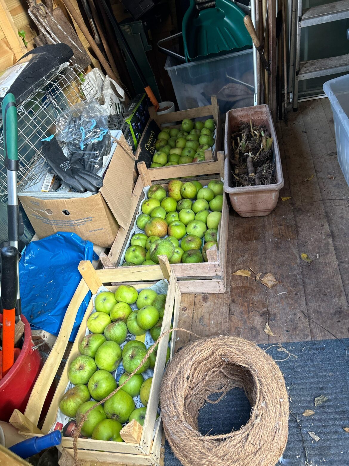 Suggestions on what to do with all these cooking apples?