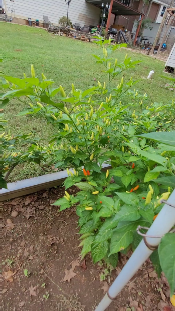 Pepper ID?