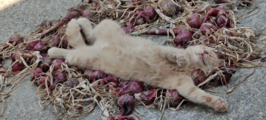 My boy is an onion lover