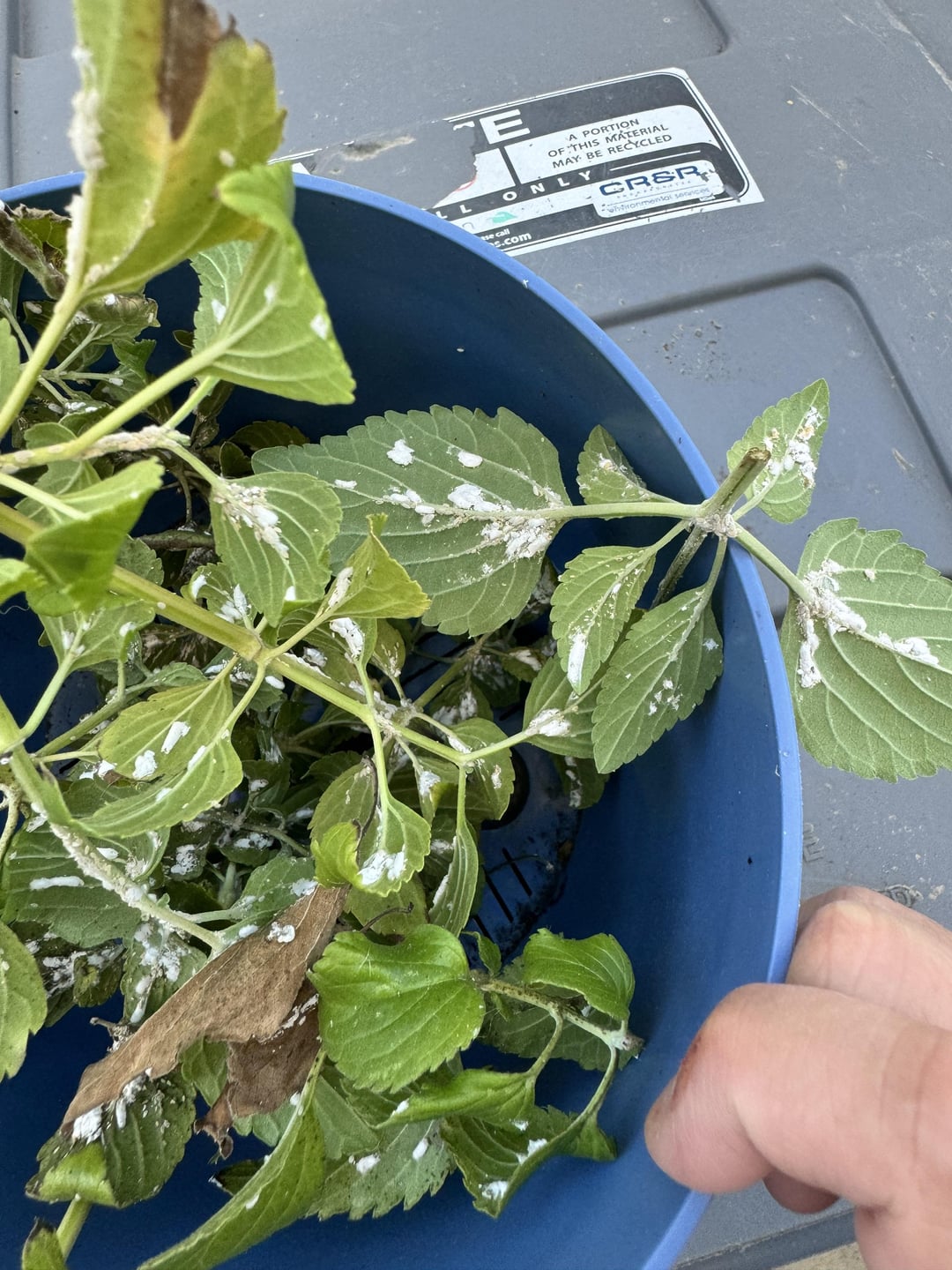 What is white crusty stuff and what to do about it? Dining and Cooking