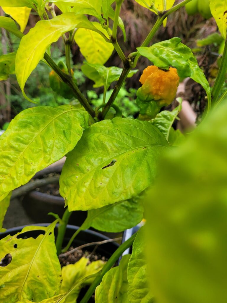 Can I get a witness??