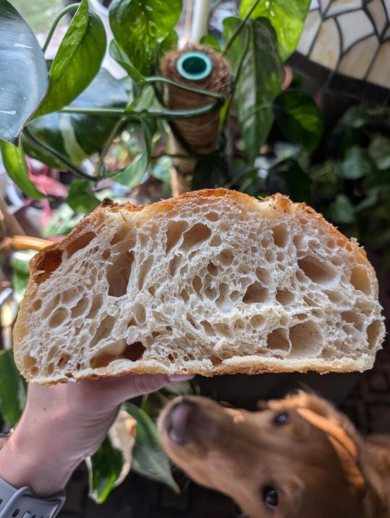 Finally getting the crumb I've been looking for!