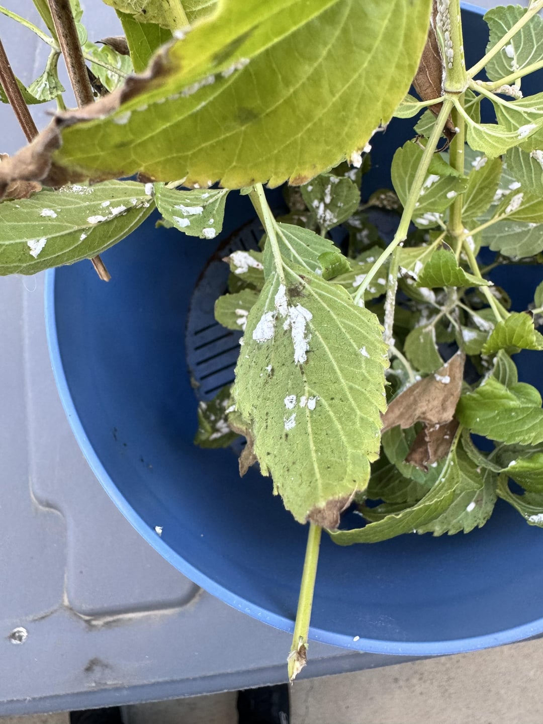 What is white crusty stuff and what to do about it? Dining and Cooking