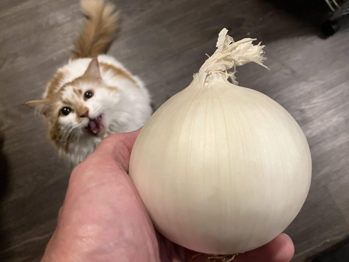 I found a near perfect white onion at WinCo and Sassy was mad that cats don’t get to enjoy such deliciousness.