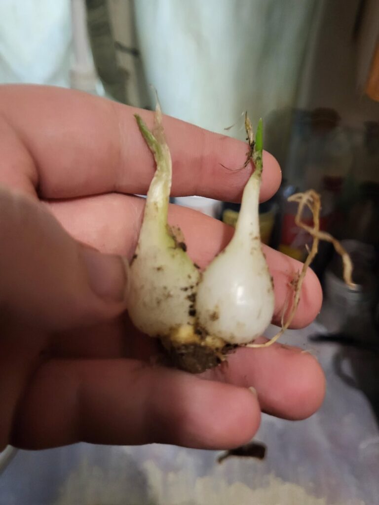 Found on sitting in the grass should I split it or plant as is?