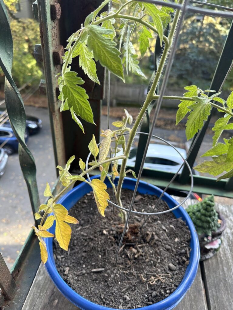 Help! I inherited my grandmas tomato plant after she passed in June. It’s been going well until the past two weeks and now it’s turning yellow.