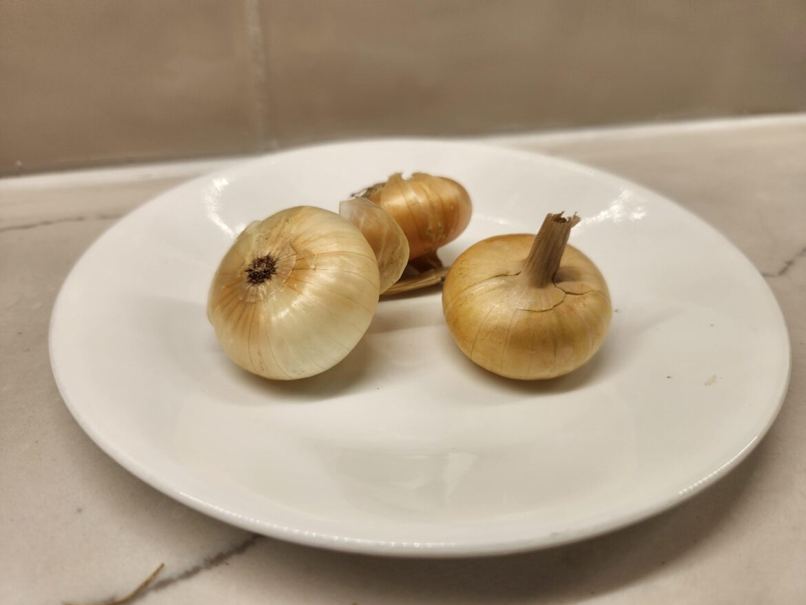 My wife works at a garden center and this year they grew a test batch of cipollini onions 😍