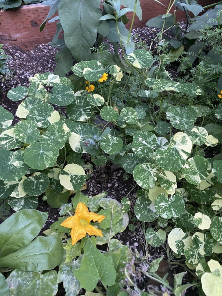 Ssam suggestions please Ssam suggestions please